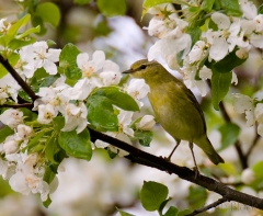 21-bx705-tennessee-warbler