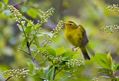 22-bx664-wilsons-warbler