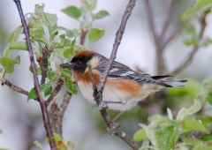 23-bx770-bay-breasted-warbler