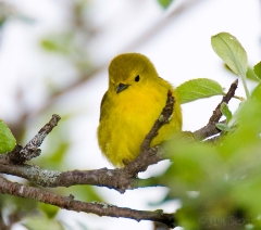 24-bx783-yellow-warbler
