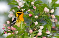 25-bx816-blackburnian-warbler