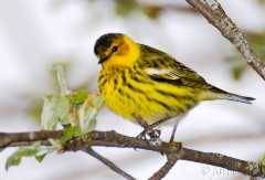 26-bx850-cape-may-warbler