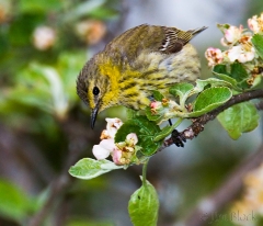 27-bx901-cape-may-warbler-female