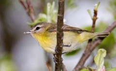 28-bx912-philadelphia-vireo
