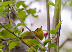 29-bx724-wilsons-warbler