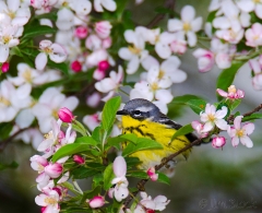 30-bx964-magnolia-warbler