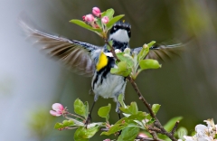 31-bx975-yellow-rumped-warbler
