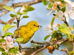 32-cl777b-pine-warbler-at-milton-frye-nature-area-norwich