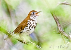 cl443k-wood-thrush-at-milton-frye-area