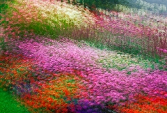 flower-bed-with-10-exposures