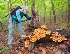 13-db327-photographing-sulpher-shelf-mushrooms-along-the-newbury-trail-pan-4