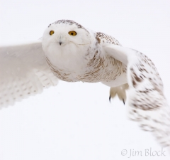 04-ao346-snowy-owl