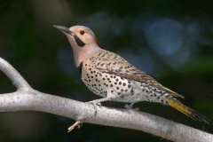 06-cb659-northern-flicker-on-great-island