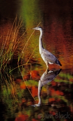 15-1537-gbh-at-eagle-lake