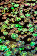 01-1029-camouflage-frog