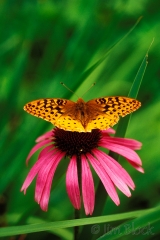 02-1668-silver-bordered-fritillary-ol7-14