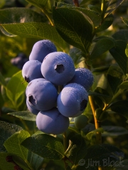03-lt02114-picking-blueberries