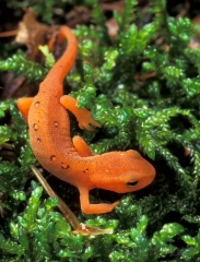 04-2630-red-spotted-newt-at-low-plains-natural-area
