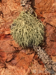 06-lichen-005-wolf-lichen-letharia-vulpina