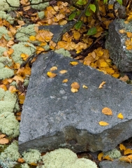 07-lichen-160-reindeer-lichen-cladina-rangiferina