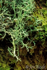 08-2525-flabby-lichen-edvernia-mesomorpha-great-waas-is-me-gp3-15