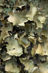 09-lichen-053-rock-tripe-umbilicaria-papulosa