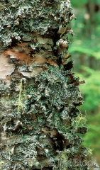 10-2528-lichen-on-birch-great-waas-is-me-gp3-9