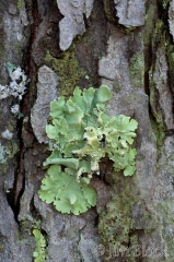 11-lichen-115-lung-lichen-lobaria-pulmonaria