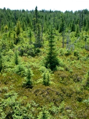 12-2647-bradford-bog-from-viewing-platform
