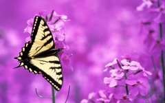 14-m686-new-swallowtail