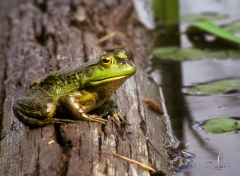 15-2487-green-frog-at-low-plains-natural-area-new-london