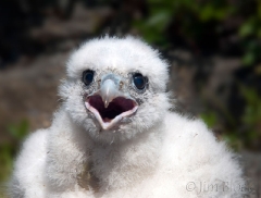 Peregrine