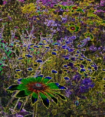 jennings-garden-spattered-with-glowing-edges
