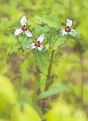 painted-trillium