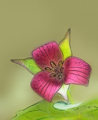 red-trillium