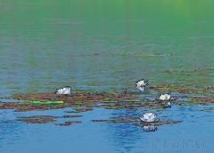 bear-pond