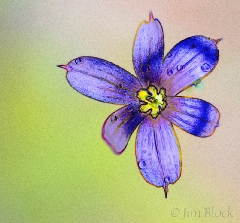blue-eyed-grass