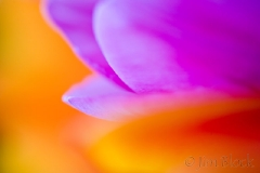 mothers-day-tulips