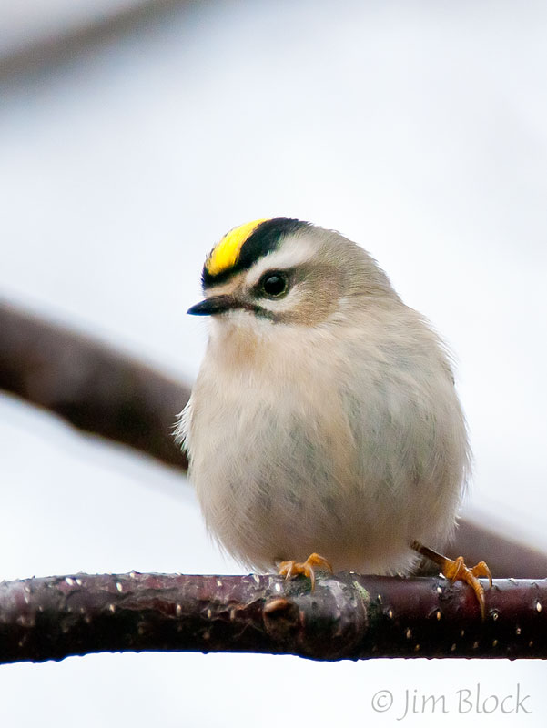 DC035F-Goldencrowned-Kinglet