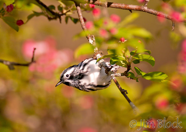 Black-and-White Warbler