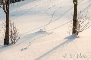 DQ246Q-Ruffed-Grouse-Tracks.jpg