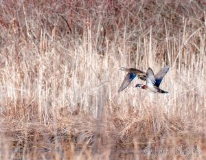 c1-DQ418H-Wood-Ducks.jpg