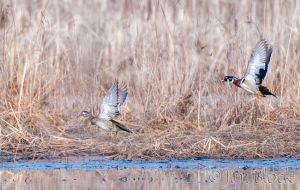 c47-DQ418A,C-Wood-Ducks-flying-at-Reeds-Marsh.jpg