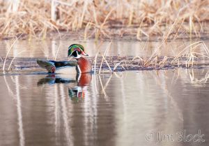 DQ436J--Wood-Duck-on-Clay-Brook.jpg