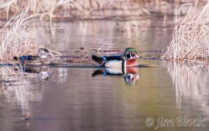 DQ436R--Wood-Duck-on-Clay-Brook.jpg
