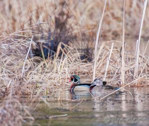 DQ439B--Wood-Duck-on-Clay-Brook.jpg