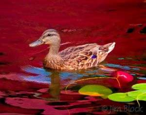 DF382--Mallard-in-Burkehaven-Simplify.jpg