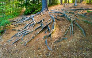 df465-roots-near-elbow-pond-pan-6