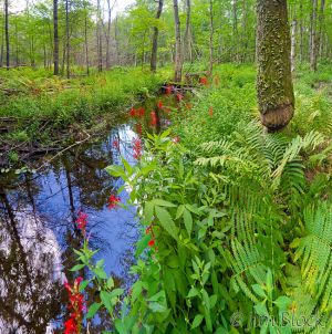 df470-cardinal-flowers-below-adder-pond-pan-14