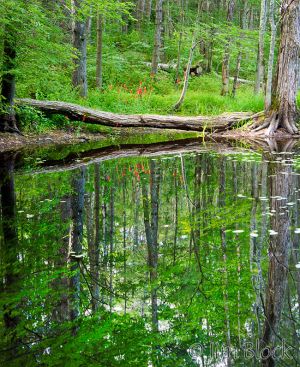 df474-lower-hopkins-pond-outlet-pan-5